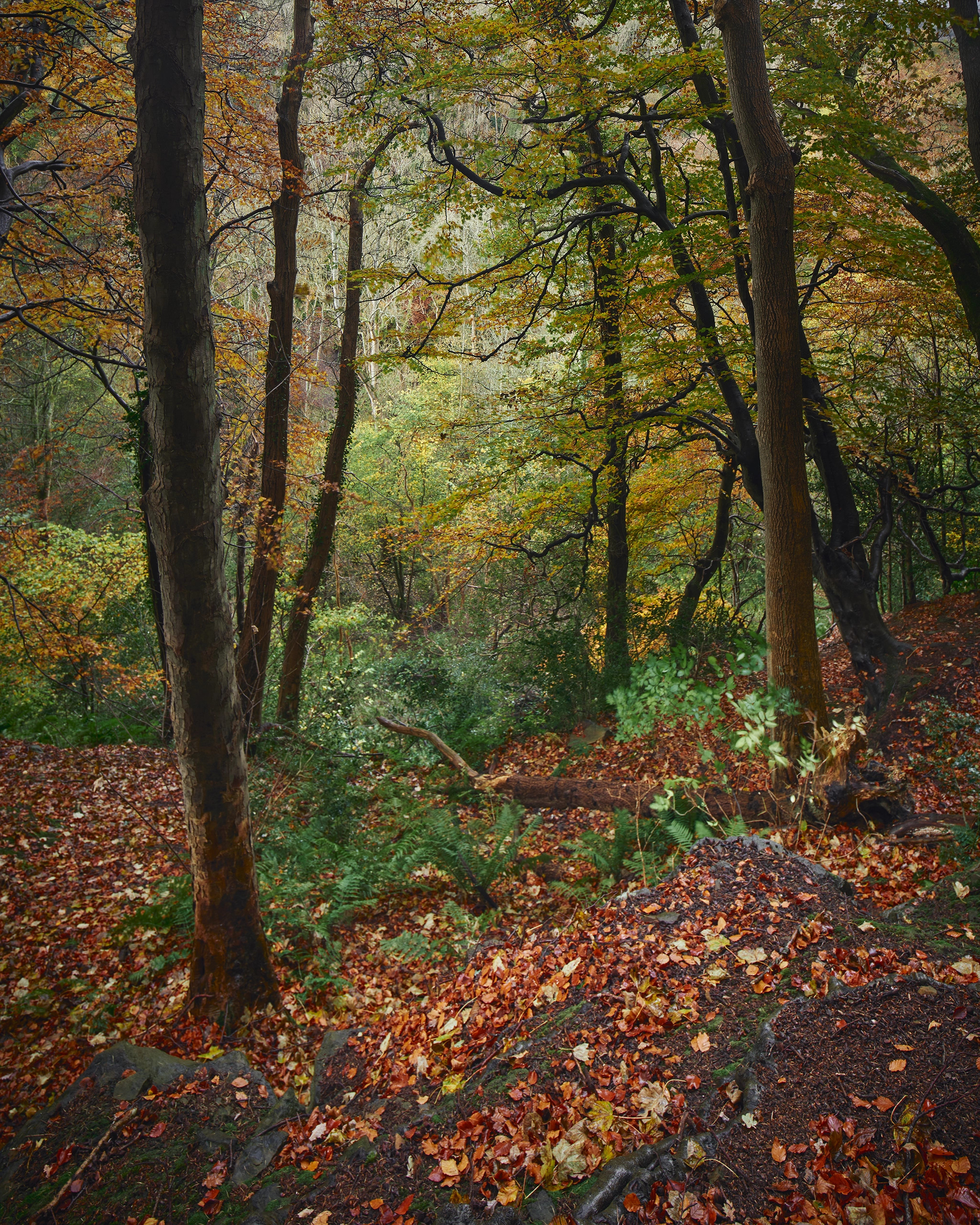 Autumn at Foss Wood Yorkshire Yorkshire Landscapes Autumn
